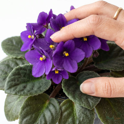 Hand cupping an African Violet bloom