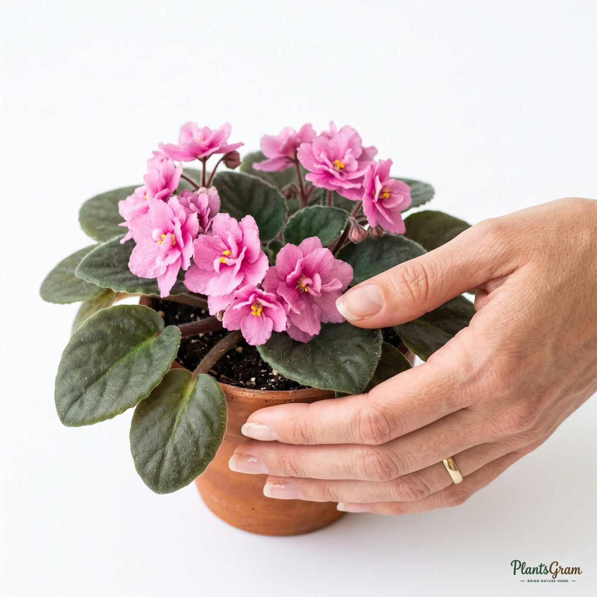 Hand cupping an African Violet pink flower to show scale