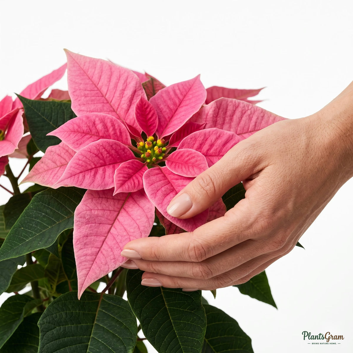 Hand cupping pink poinsettia bracts