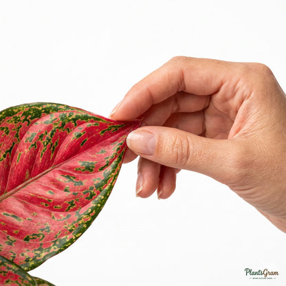 Hand holding an Aglaonema Red Ruby leaf