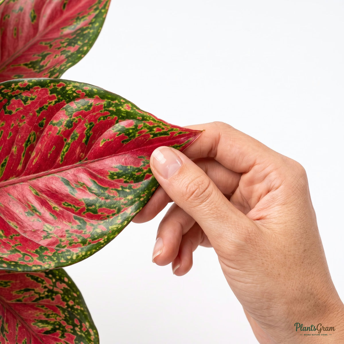 Hand holding an Aglaonema Red Anjamani leaf to show scale and colour