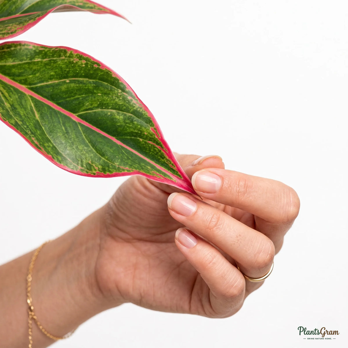 Aglaonema Lipstick (Chinese Evergreen)