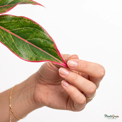 Aglaonema Lipstick (Chinese Evergreen)