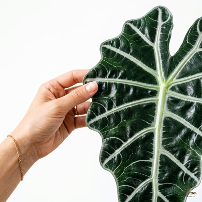 Hand holding an Alocasia Polly leaf