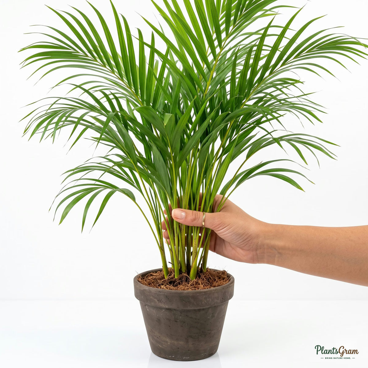Hand holding an Areca Palm frond