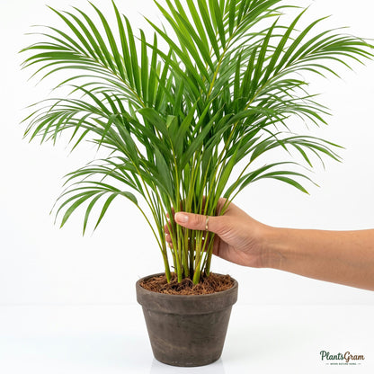 Hand holding an Areca Palm frond