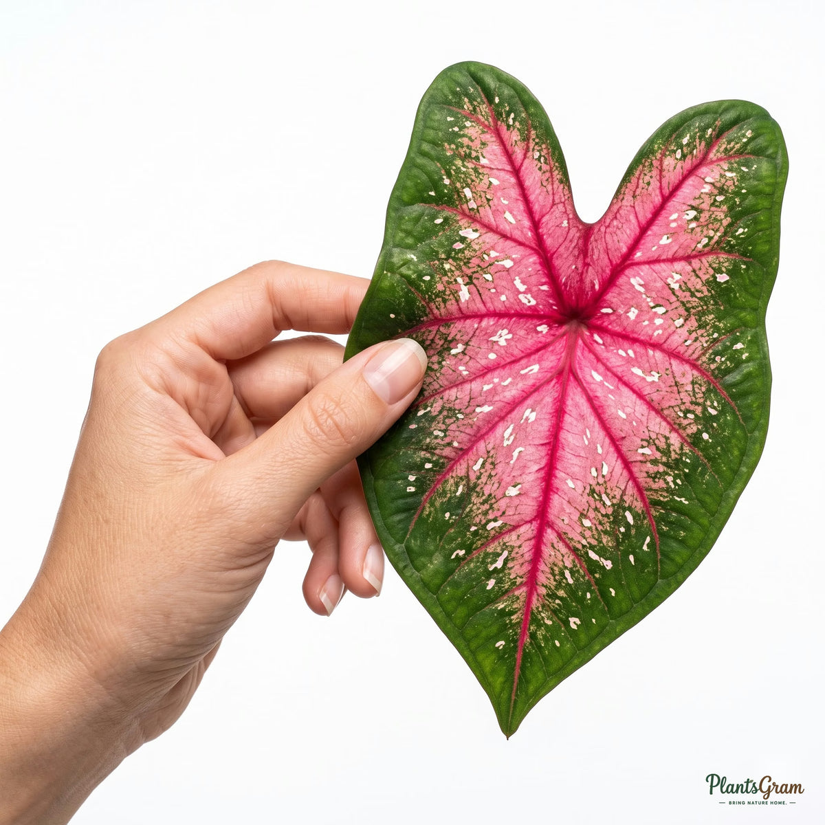 Hand holding a Caladium Bicolor leaf to show scale and colour pattern