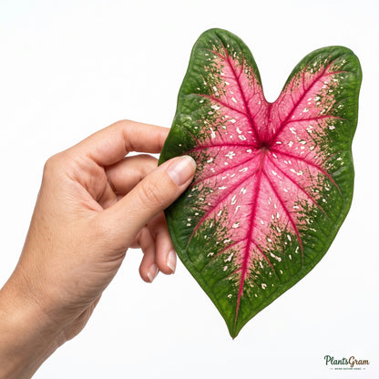 Hand holding a Caladium Bicolor leaf to show scale and colour pattern