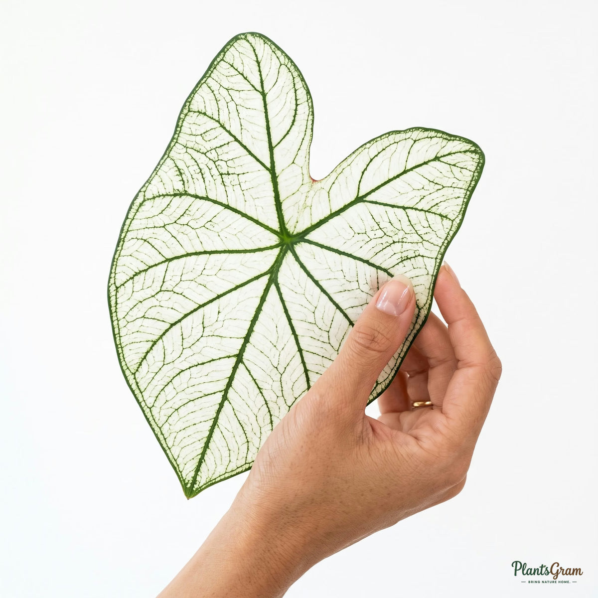 Hand holding a Caladium White leaf to show scale and colour pattern
