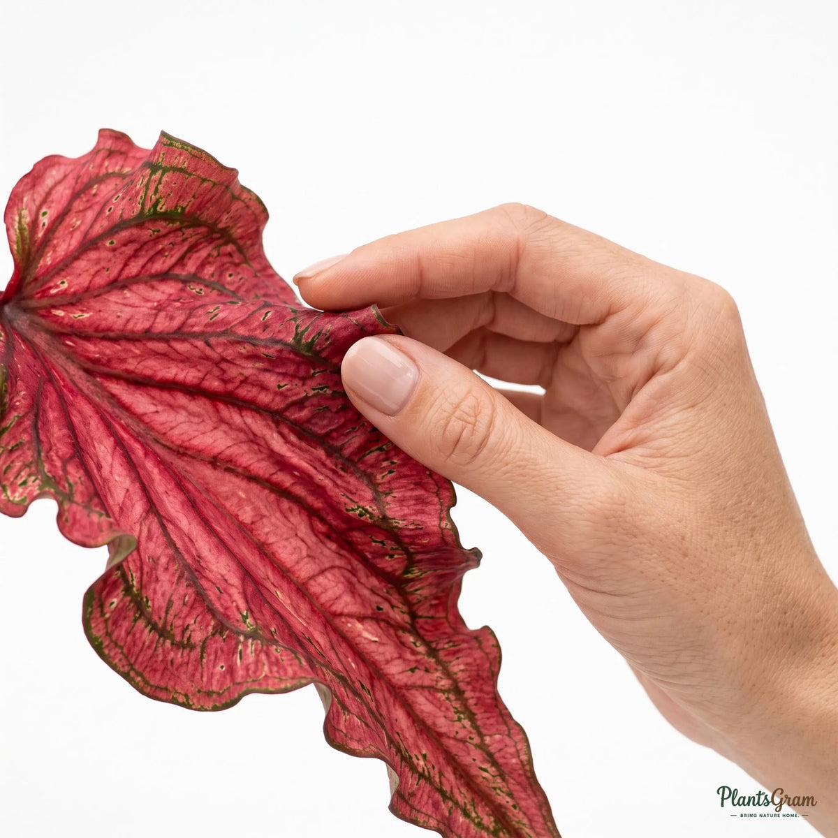 Caladium Red Ruffle (Caladium bicolor 'Red Ruffles')