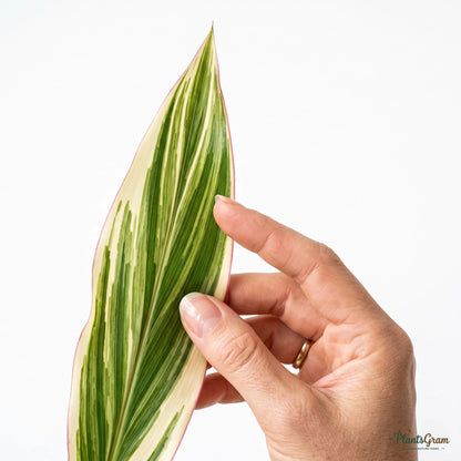 Cordyline (Cordyline fruticosa 'Casper')
