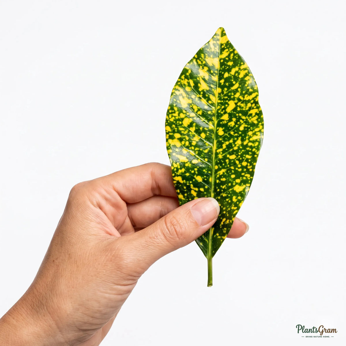 Hand holding a Croton Golden Dust leaf