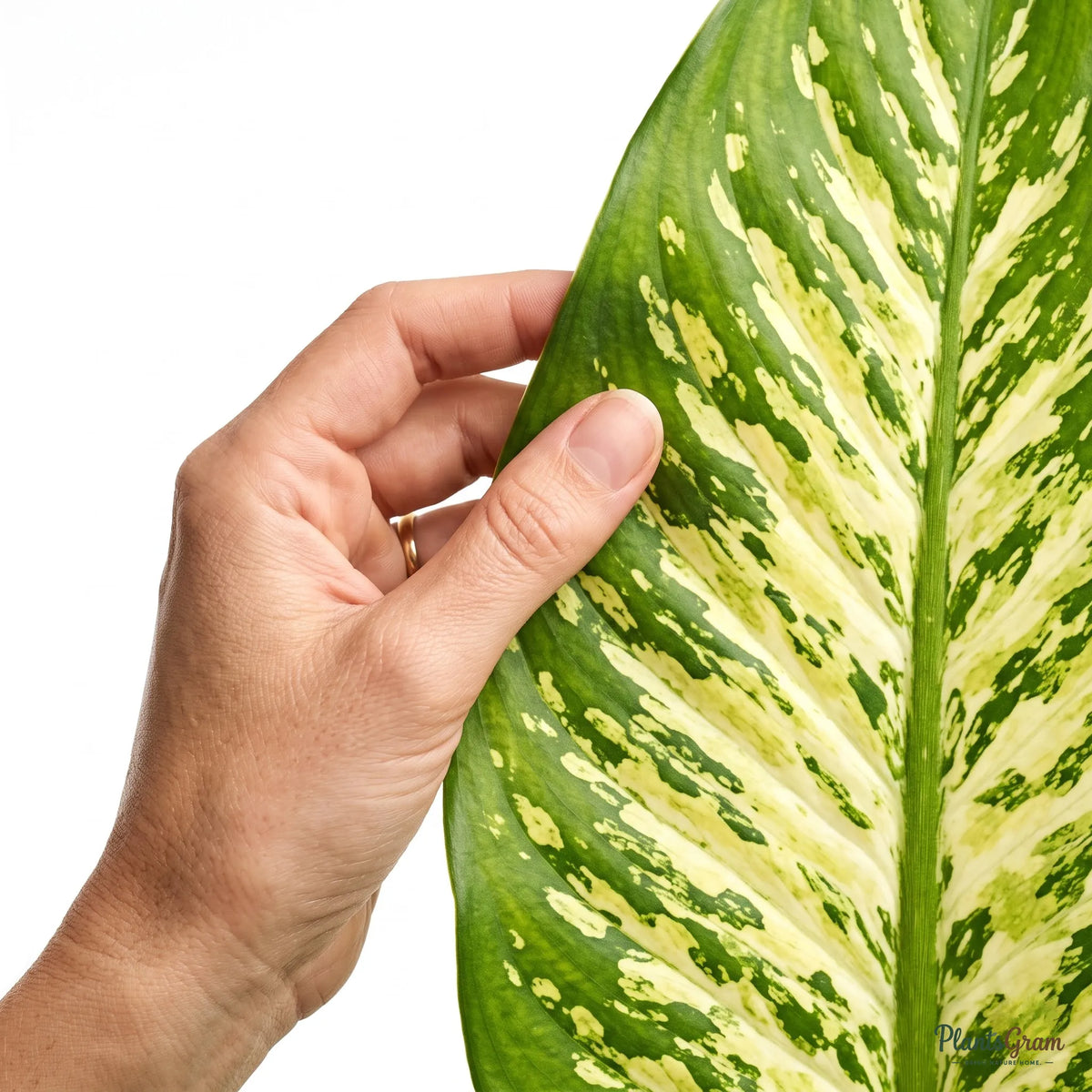 Hand holding a Dieffenbachia Lemon leaf