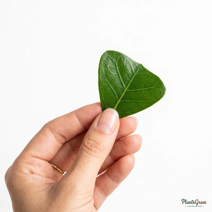 Ficus Triangularis (Ficus triangularis)