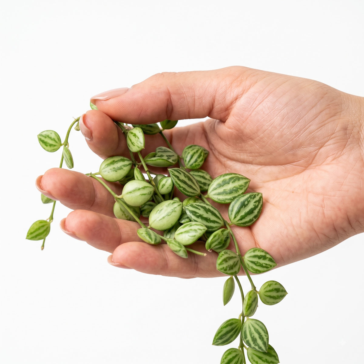 Hand holding a Dischidia ovata trailing vine
