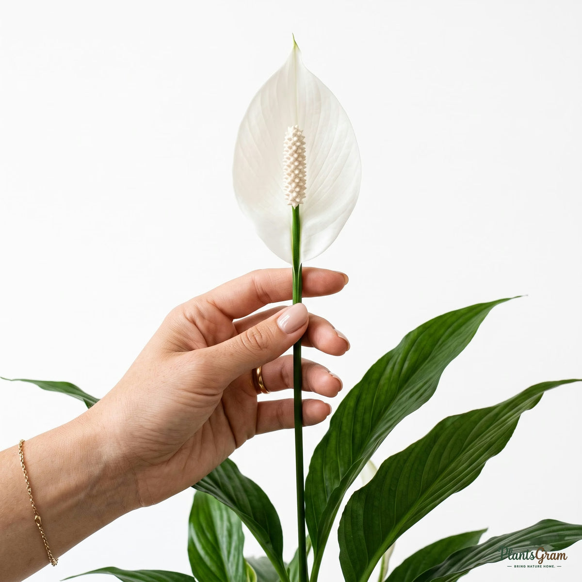 Hand holding a Peace Lily flower