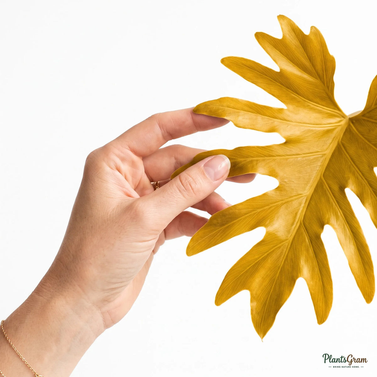 Hand holding a Philodendron Xanadu leaf