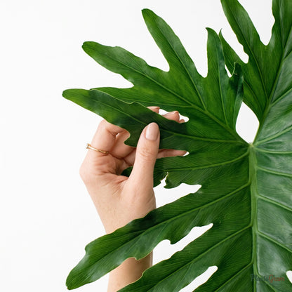 Hand holding a Philodendron Selloum leaf