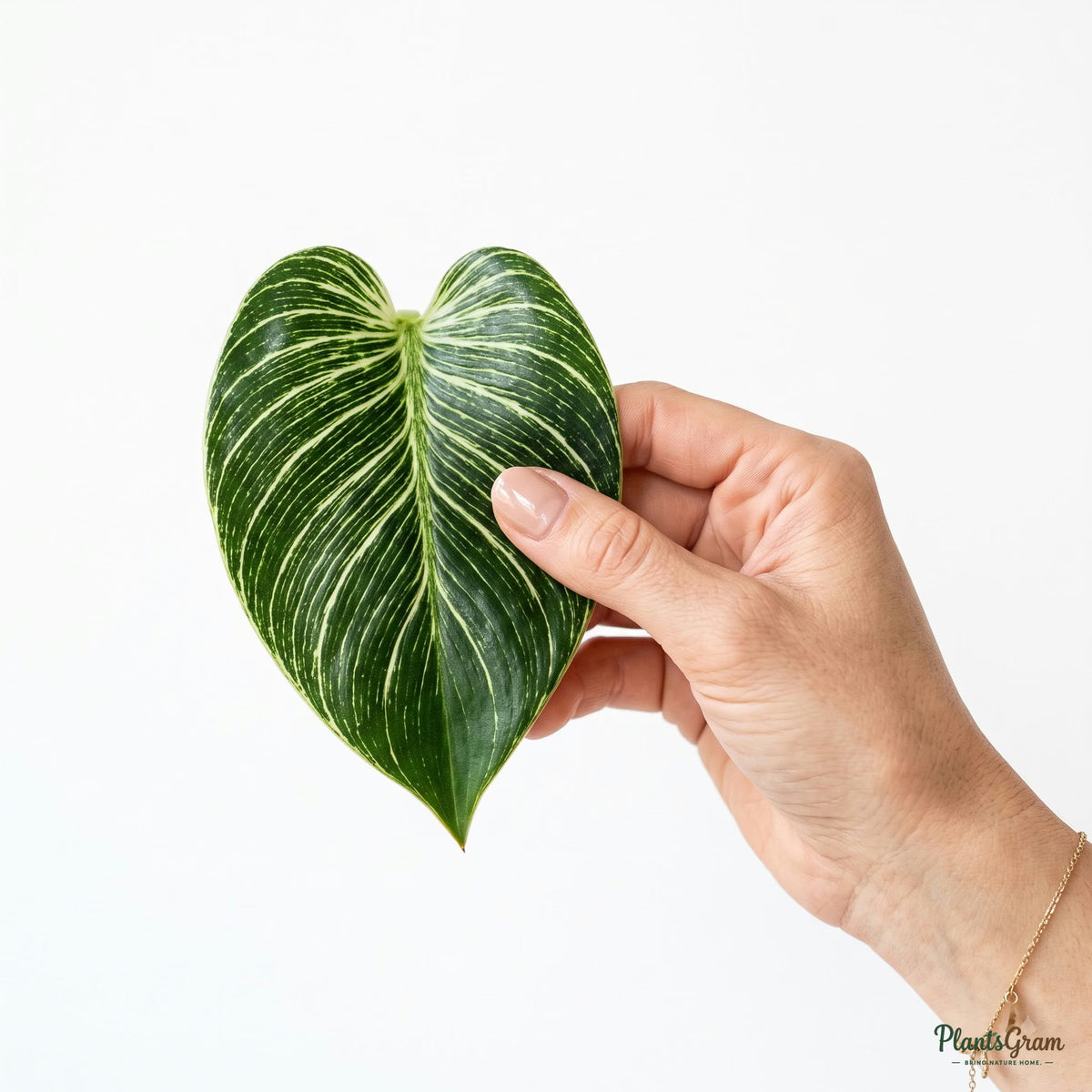 Hand holding a Philodendron Birkin leaf