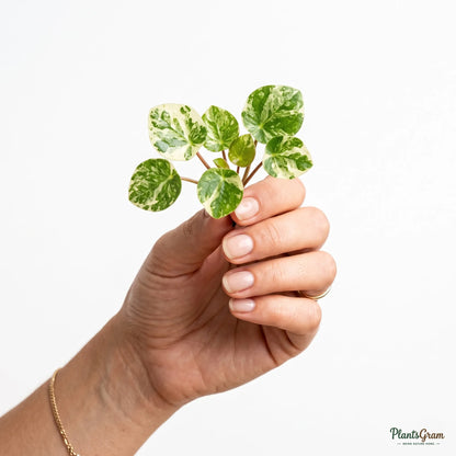 Pilea (Variegated)