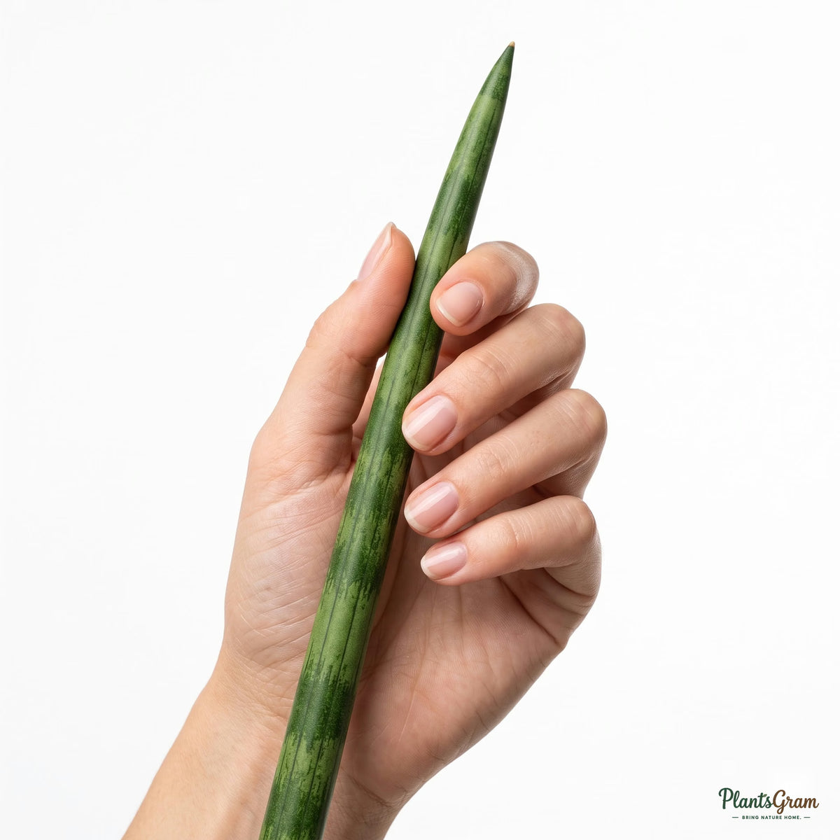 Hand holding a Sansevieria Cylindrica leaf