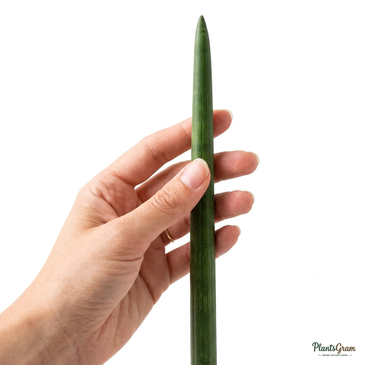 Hand holding a Sansevieria Cylindrica leaf