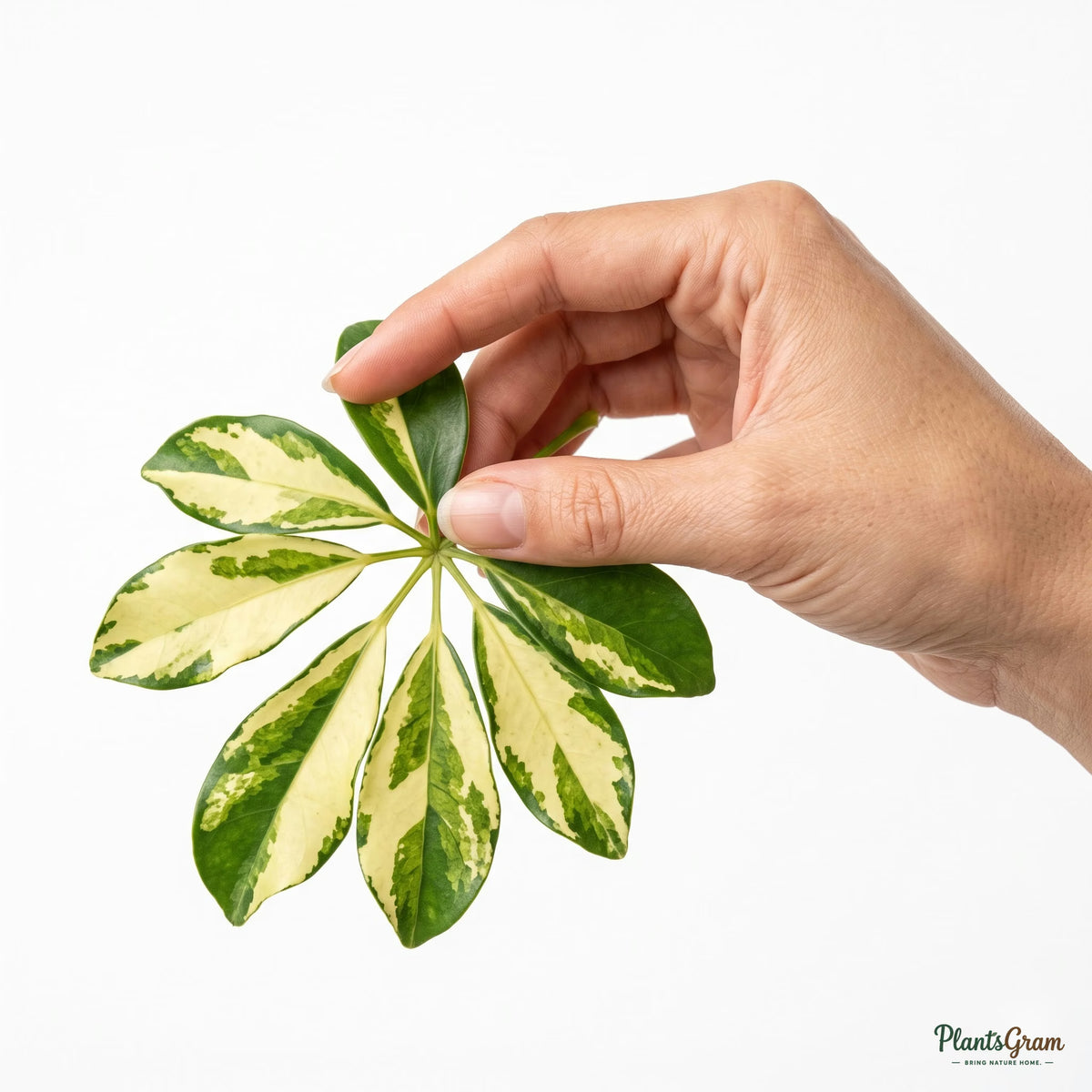 Hand holding a variegated Schefflera leaf