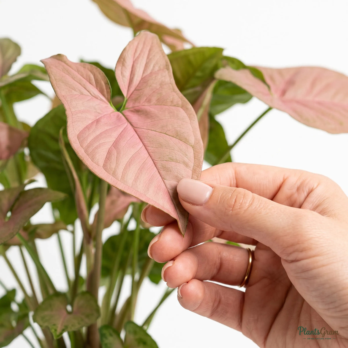 Hand holding a Syngonium Pink leaf