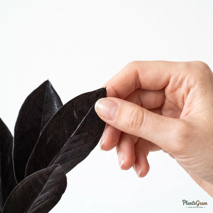 Black ZZ Plant 'Raven' (Zamioculcas zamiifolia)