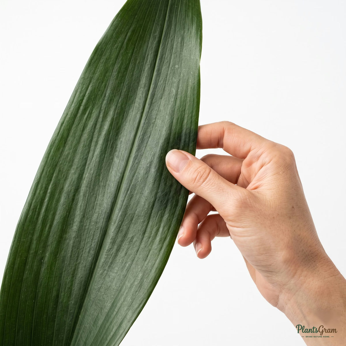 Hand holding a Cast Iron Plant leaf