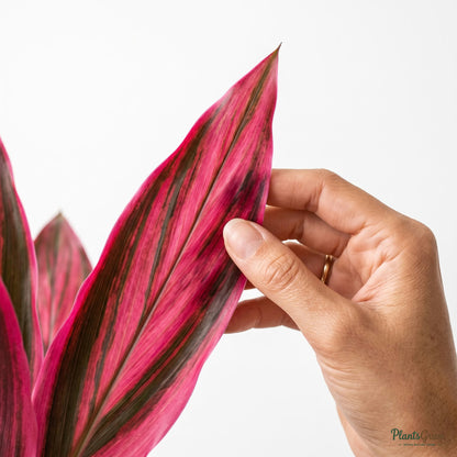 Hand holding a Cordyline Terminalis leaf
