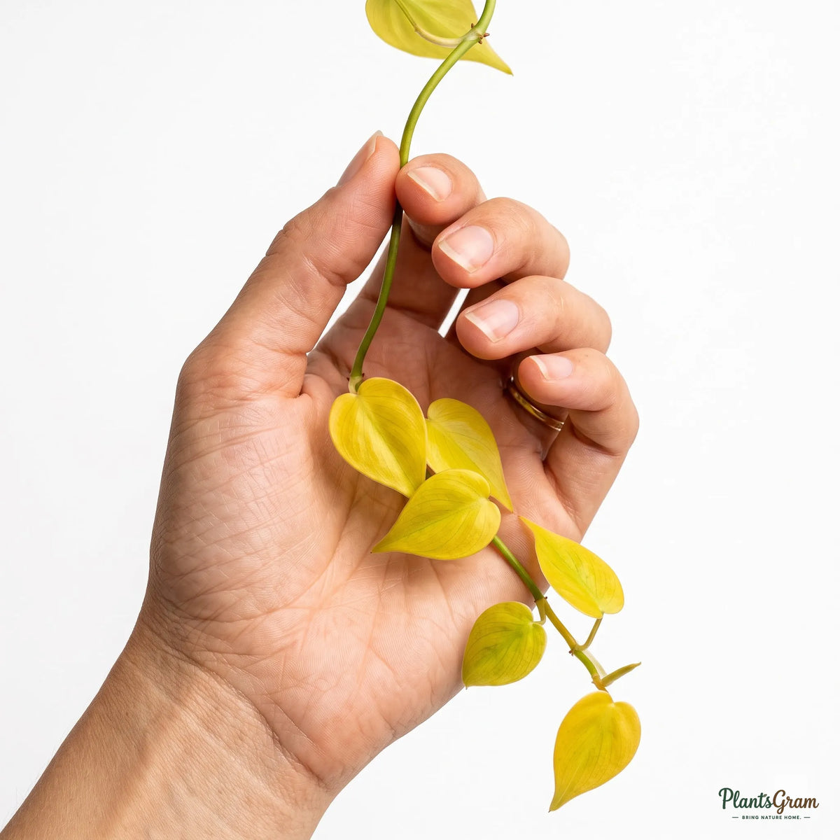Hand holding a golden Philodendron heart-shaped leaf