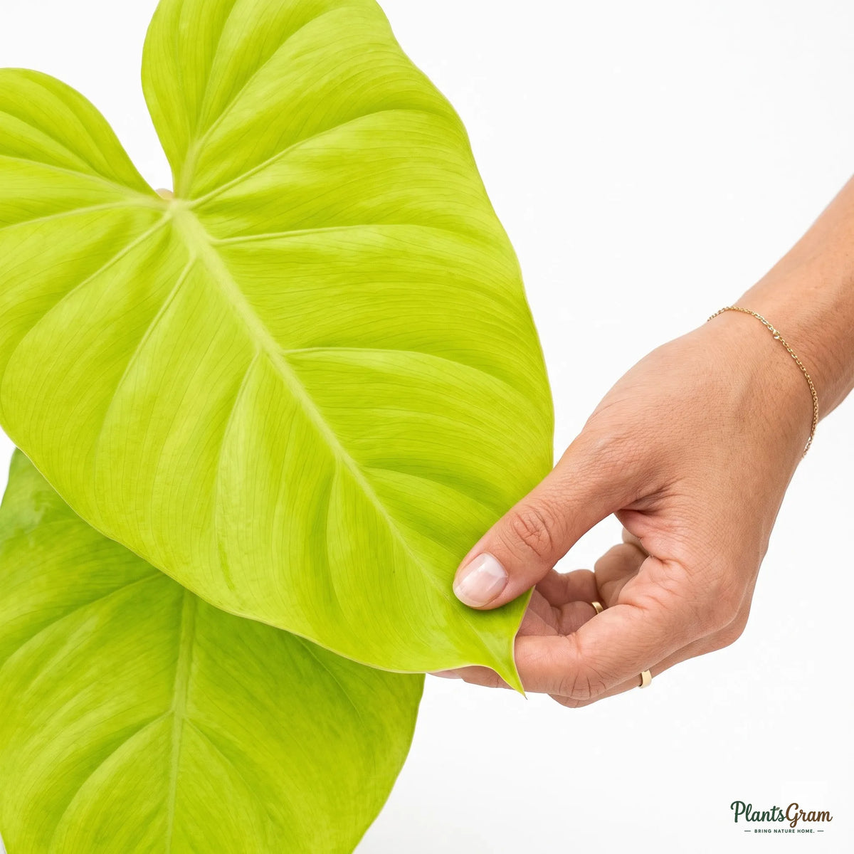 Hand holding a green Philodendron Moonshine leaf
