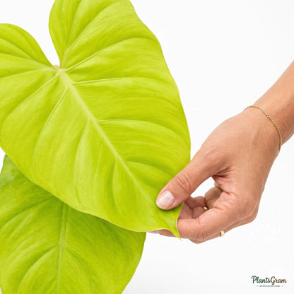 Hand holding a green Philodendron Moonshine leaf