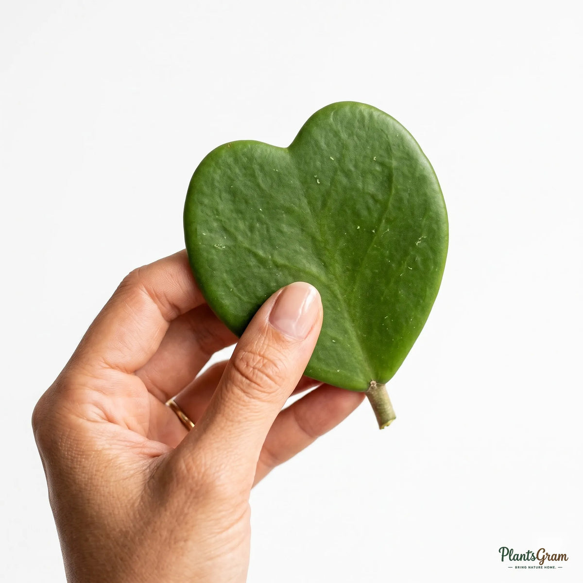 Hand holding a heart-shaped Hoya Kerrii leaf