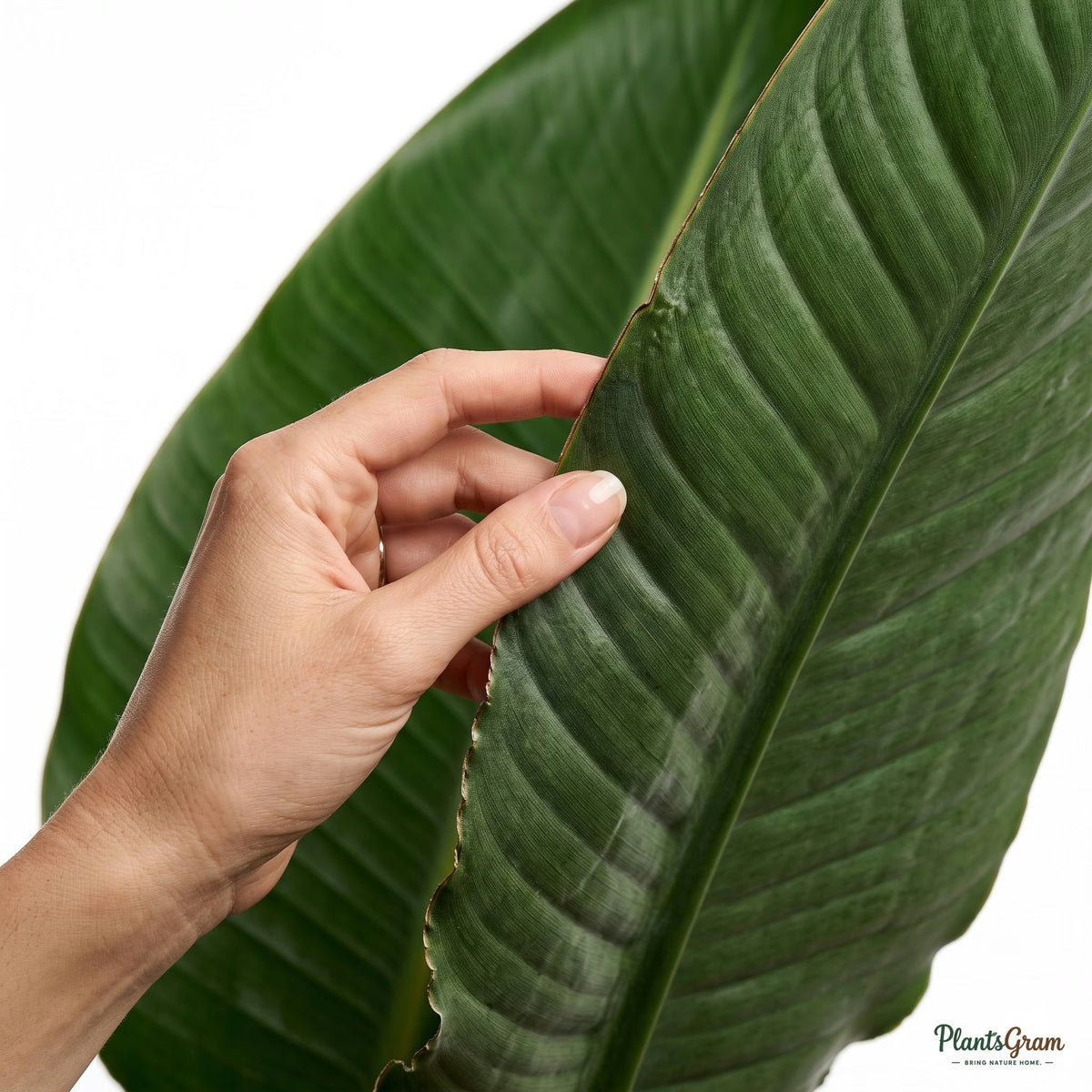 Hand holding a Bird of Paradise leaf