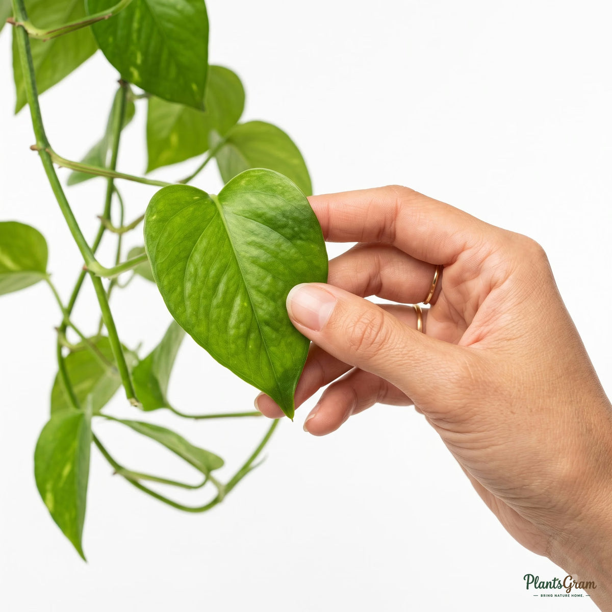 Hand holding a Money Plant leaf