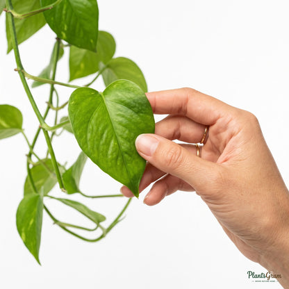 Hand holding a Money Plant leaf
