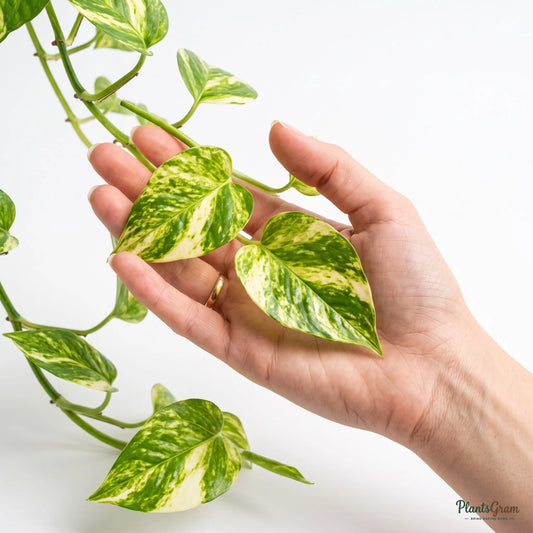 Hand holding a trailing Money Plant vine