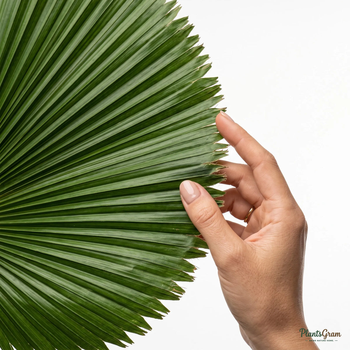 Alocasia Green (Elephant Ear Plant)