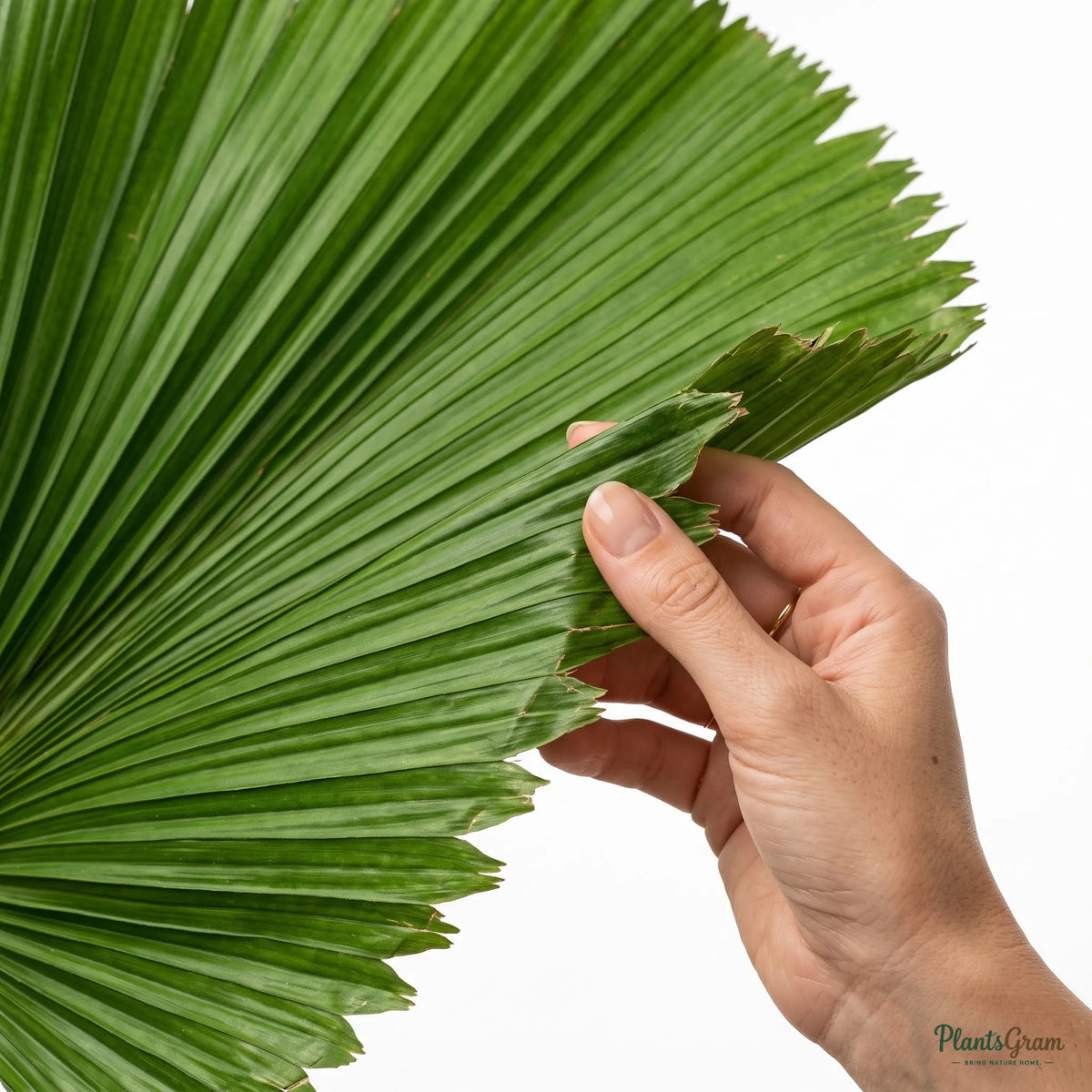 Table Palm - Miniature Fan Palm