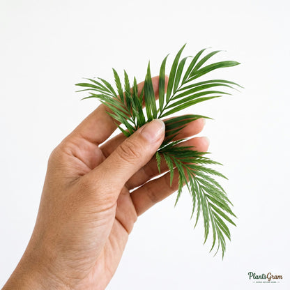 Hand holding Areca Palm fronds to show texture and scale