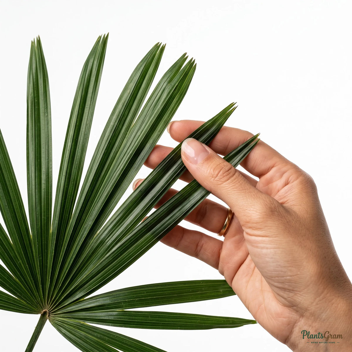 Hand holding a Rhapis Palm leaf to show its fan shape and texture