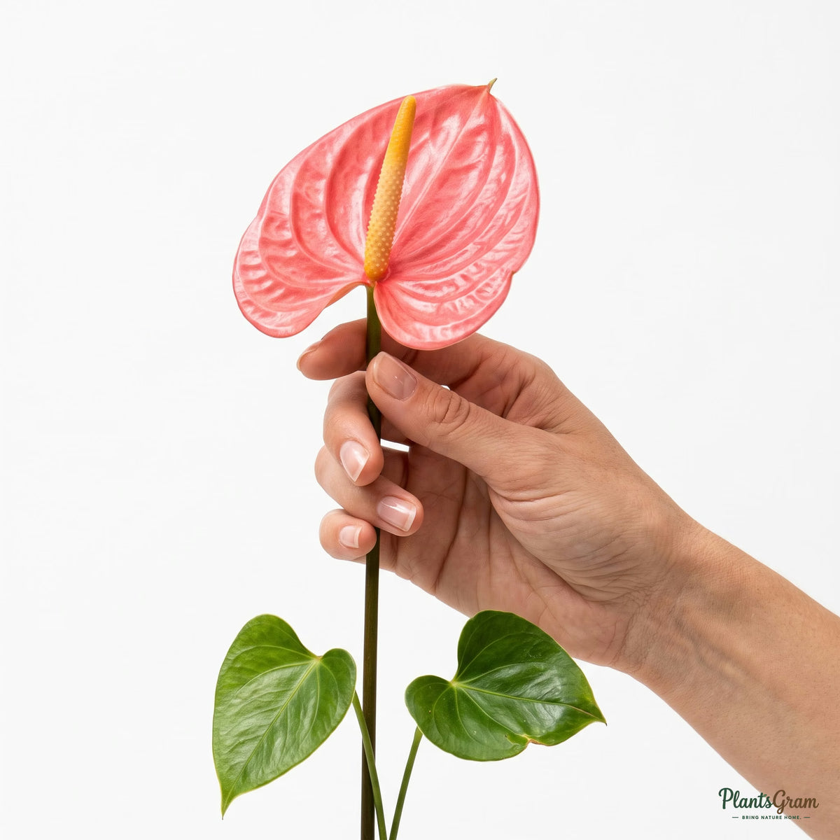 Hand holding a pink Anthurium flower