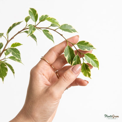 Ficus Safari Plant - Ficus Benjamina, Weeping Fig