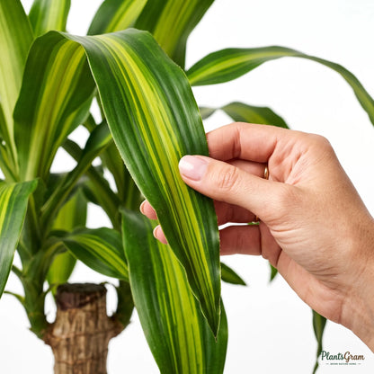 Cornstalk Dracaena - Corn Plant (Dracaena fragrans 'Massangeana')