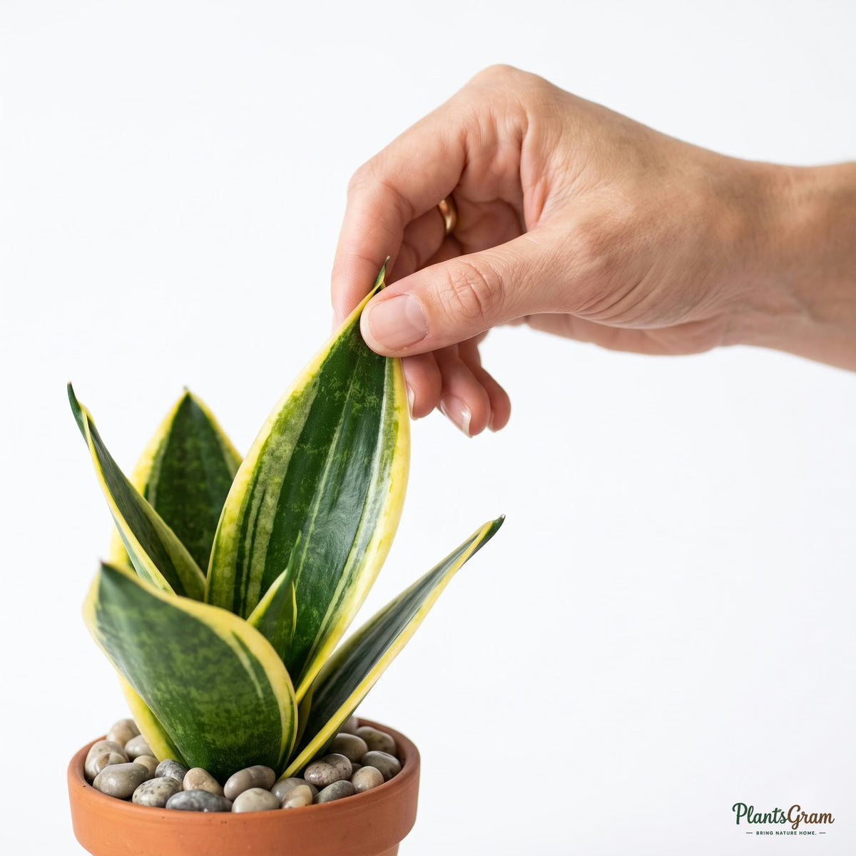 Hand holding a golden Sansevieria leaf