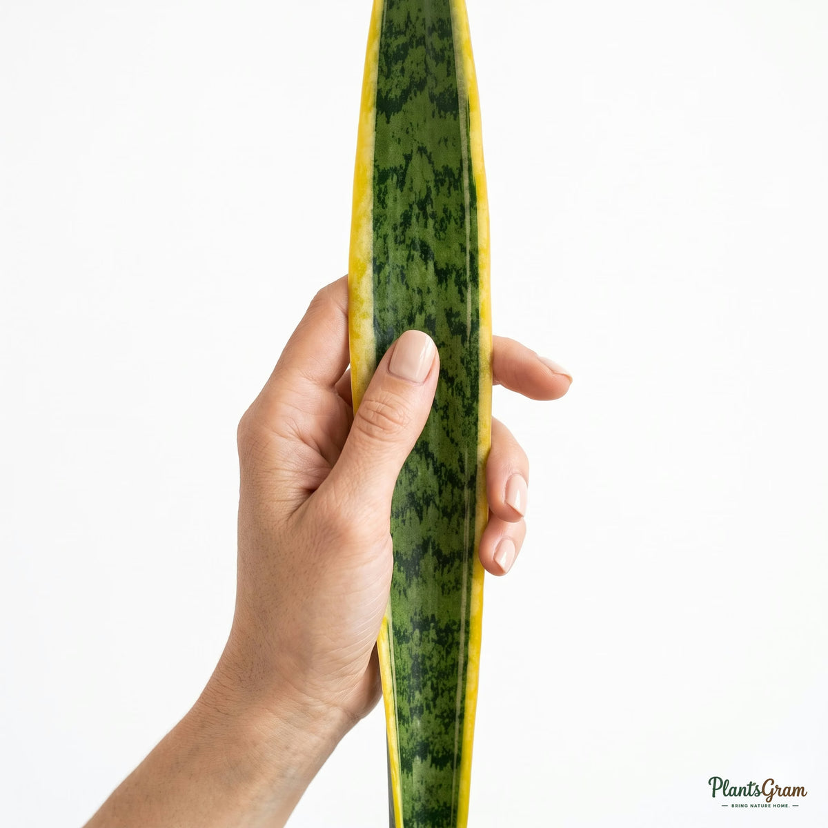 Hand holding a Sansevieria Golden leaf