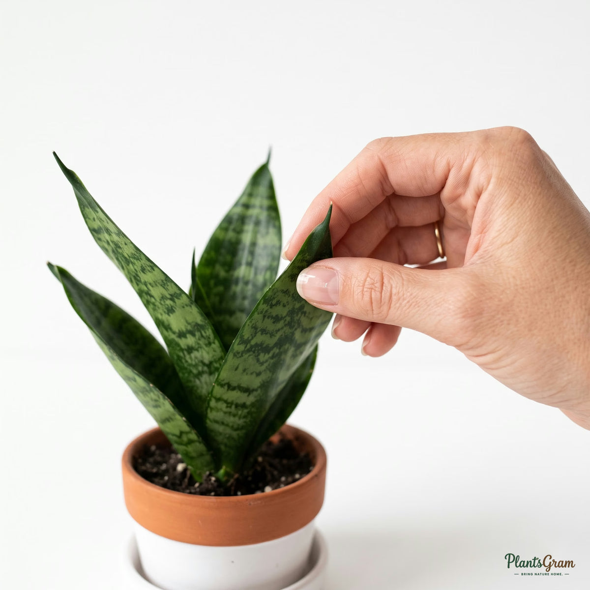 Hand holding a Snake Plant leaf