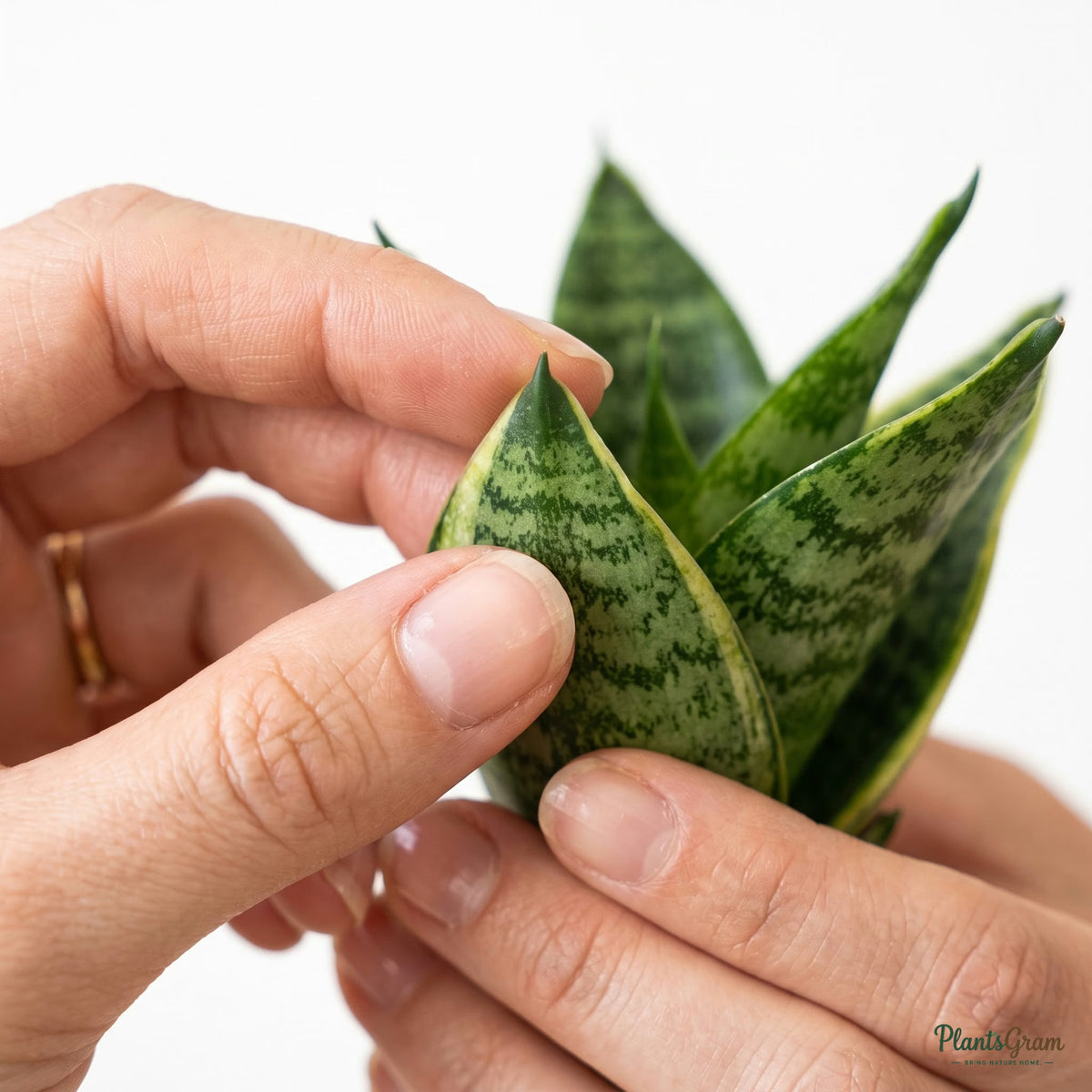 Hand holding a snake plant leaf, showing sword-like shape